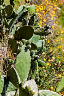 Cacti with yellow flowers in sunny, dry environments, prickly pear cactus on Taquile Island in Lake