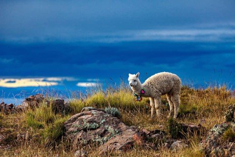 An alpaca grazes on a rocky mountainous landscape under a dramatic evening sky, a white llama on