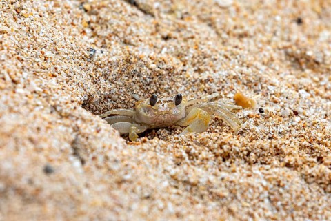 Small crab partially hiding in the sandy ground, A ghost crab (genus Ocypode) on the beach near