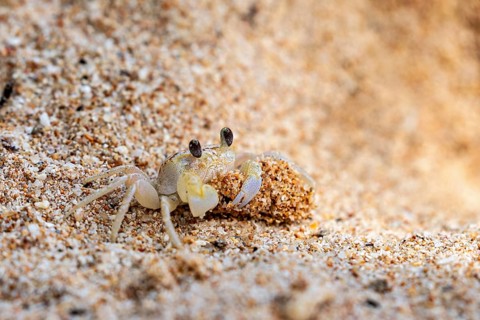 Crab carrying grains of sand and moving through warm sand, A ghost crab (genus Ocypode) on the
