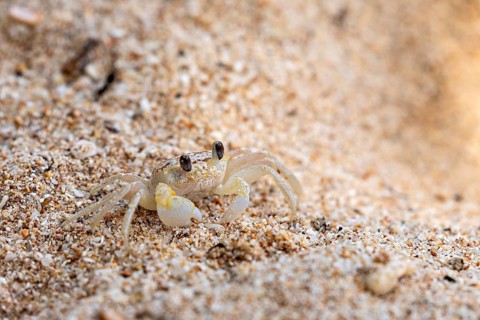 A small crab explores the sandy beach area, A ghost crab (genus Ocypode) on the beach near Koggala