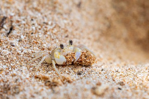 A crab lifts its head out of the sand and looks into the distance, A ghost crab (genus Ocypode) on