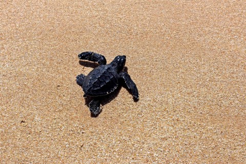 A young sea turtle crawls across a sunny sandy beach, a newly hatched sea turtle on a beach near