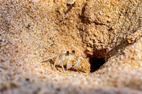Crab looking curiously out of a sand hole in the beach area, A ghost crab (genus Ocypode) on the