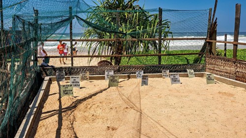 A sunny beach with signs and nets near the ocean, surrounded by palm trees and people, sea turtle