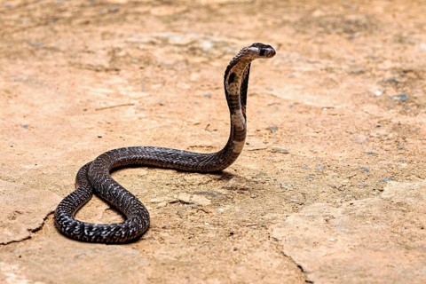 A cobra slithers on sandy ground. The scene appears calm and natural, the spectacled snake (well,