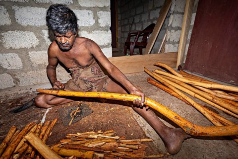A man handcrafts a yellow stick in a traditional room, a man from Sri Lanka works cinnamon sticks