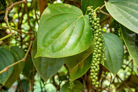 Green pepper plant with ripe leaves and hanging peppercorns in a natural environment, the pepper
