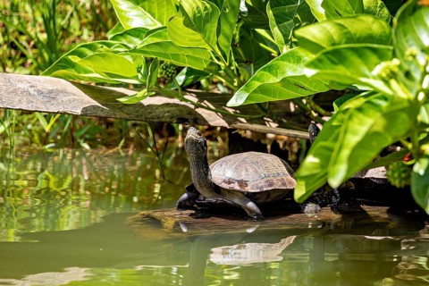 A turtle sits on a tree trunk in a pond, surrounded by green plants, The Sri Lanka black turtle