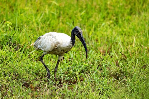 A bird with a long beak searches for food in a green meadow, A black-headed ibis (Threskiornis