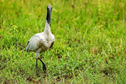 A walking bird stands in a green meadow and radiates peace, A black-headed ibis (Threskiornis