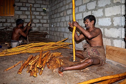 Two men create handmade products from yellow sticks in a traditional room, a man from Sri Lanka