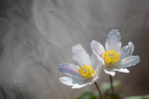 Flowering wood anemone (Anemone nemorosa), early bloomer, Vechta, Lower Saxony, Germany