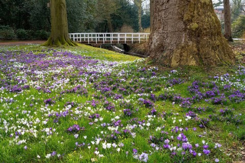 Crocuses (Crocus) in bloom in the castle park in Oldenburg, Oldenburg, Lower Saxony, Germany