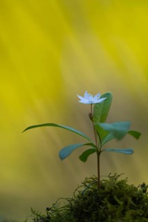 Seven-star (Trientalis europaea), Dötlingen, Lower Saxony, Germany