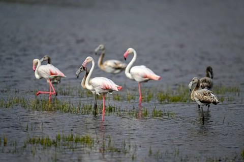 Pink flamingos (Phoenicopterus roseus) in a lagoon, Makgadikgadi Pans National Park, Central