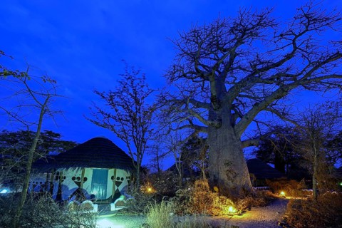 Baobab tree (Adansonia digitata), blue hour, Planet Baobab, lodge near the village of Gweta,