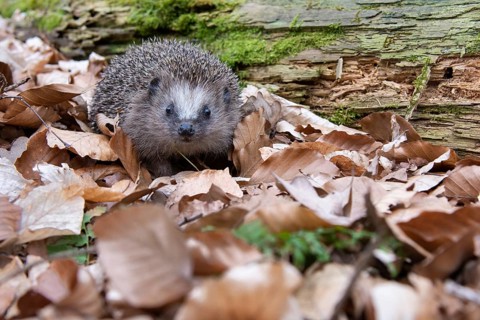 Hedgehog (Erinaceidae) on the forest floor looking for winter quarters, Cloppenburg, Lower Saxony,