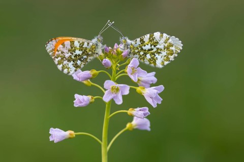Aurora butterfly (Anthocharis cardamines) on meadowfoam, Vechta, Lower Saxony, Germany