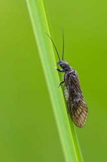Common water lacewing (Sialis cf. lutaria) on a reed stalk, Ahlhorn, Lower Saxony, Germany