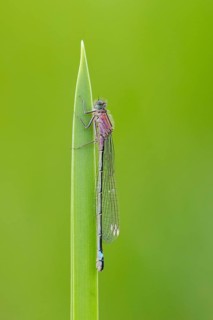 Blue-tailed damselfly (Ischnura elegans), Ahlhorn, Lower Saxony, Germany