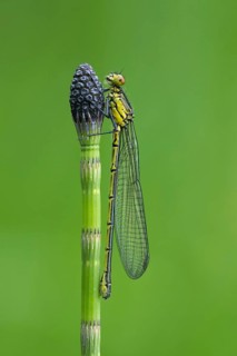 Red-eyed Damselfly (Erythromma najas), Ahlhorn, Lower Saxony, Germany