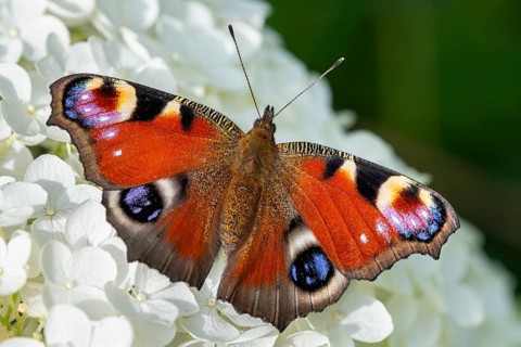 Peacock butterfly (Aglais io), Vechta, Lower Saxony, Germany