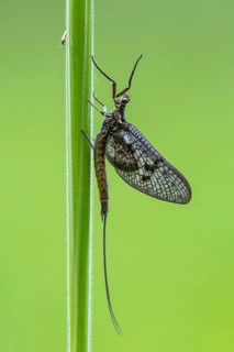 Ephemera danica or Danish mayfly (Ephemera danica), Ahlhorn, Lower Saxony, Germany