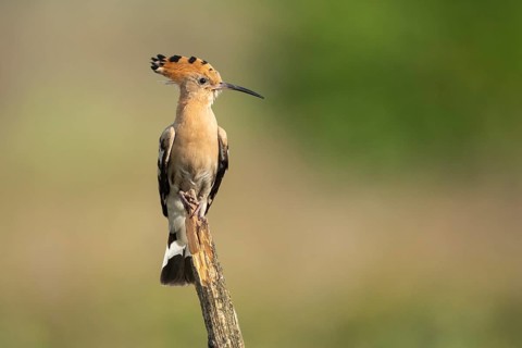 Hoopoe (Upupa epops), Faßberg, Lower Saxony, Germany