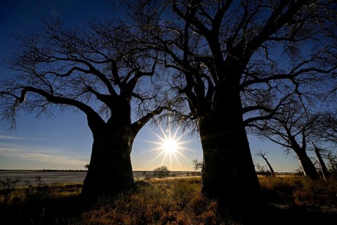 Baines Baobabs, baobab or baobab trees (Adansonia digitata) in the last daylight, Kudiakam Pan,