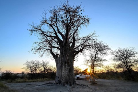 Camping vehicle under a baobab tree (Adansonia digitata), Kudiakam Pan, Nxai Pan National Park,