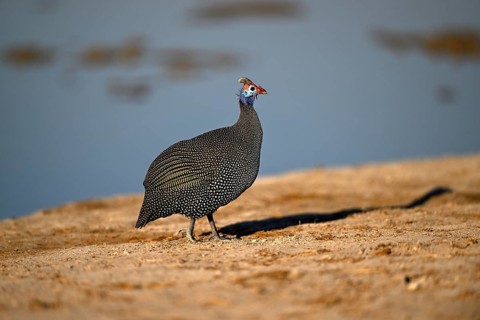 Helmeted guinea fowl (Numida meleagris) at the Nxai Pan waterhole, Nxai Pan National Park, near