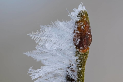 Hoarfrost on a branch with a bud, Colnrade, Lower Saxony, Germany