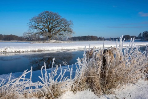 Old oak tree on the Hunte near Colnrade in winter, Bühren, Colnrade, Lower Saxony, Germany