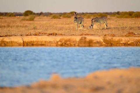 Plains zebra (Equus quagga) at the Nxai Pan waterhole, Nxai Pan National Park, near Gweta, Central