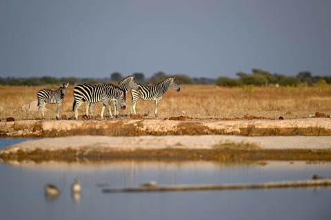 Plains zebra (Equus quagga) at the Nxai Pan waterhole, Nxai Pan National Park, near Gweta, Central