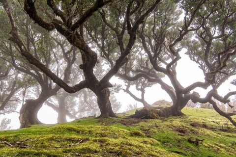 Laurel trees (Laurus nobilis) on Madeira, Fanal, Madeira, Portugal