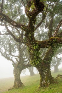 Laurel trees (Laurus nobilis) on Madeira, Fanal, Madeira, Portugal