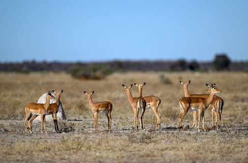 Black verse impala (Aepyceros melampus), Nxai Pan National Park, near Gweta, Central District,