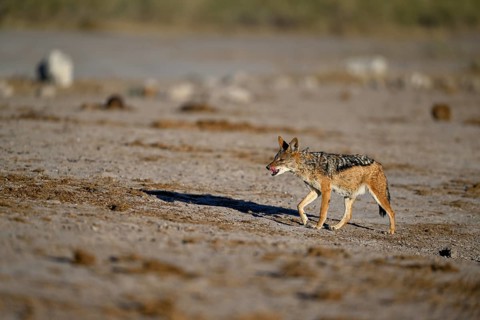 Black-backed jackal (Lupulella mesomelas), Nxai Pan National Park, near Gweta, Central District,