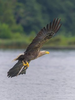 White-tailed eagle (Haliaeetus albicilla), in flight over a landscape of reeds and lakes with prey