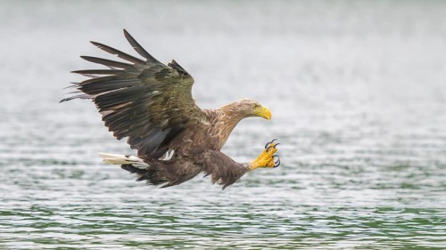 White-tailed eagle (Haliaeetus albicilla), in flight grabbing its prey, Mecklenburg-Western