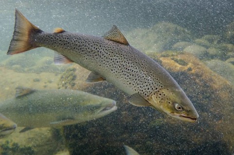 Swimming salmon (Salmo salar) under water, Laerdalsoyri, Norway