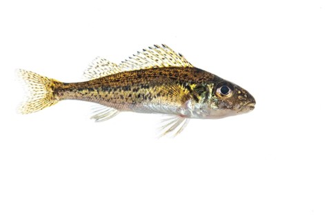 Ruffe (Gymnocephalus cernua), fish, free-ranging, Vechta, Lower Saxony, Germany