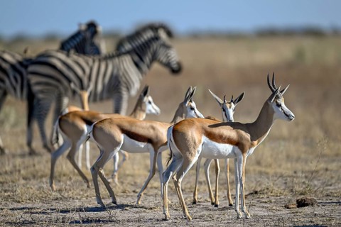 Springbok (Antidorcas hofmeyri) and plains zebra (Equus quagga) at the Nxai Pan waterhole, Nxai Pan
