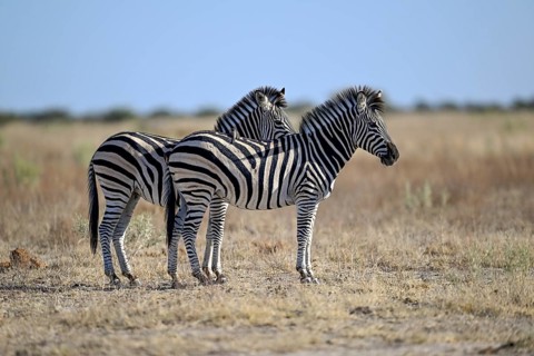 Plains zebra (Equus quagga), Nxai Pan National Park, near Gweta, Central District, Botswana