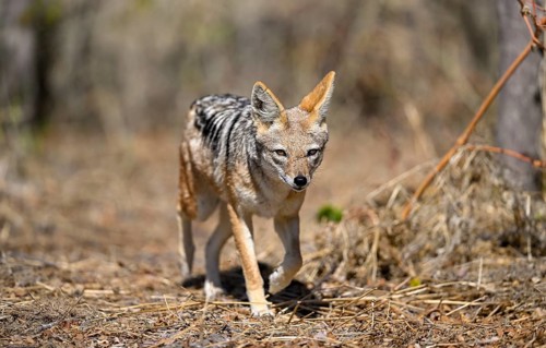 Black-backed jackal (Lupulella mesomelas), Nxai Pan National Park, near Gweta, Central District,
