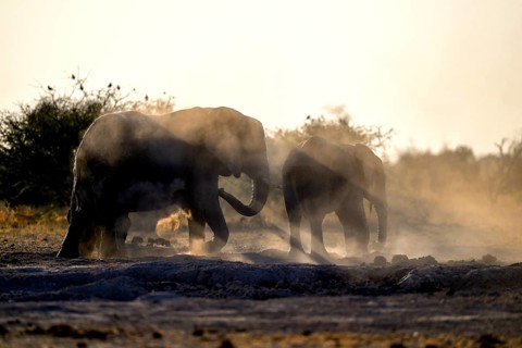 African elephants (Loxodonta africana), blue hour at sand bathing, Nxai Pan National Park, near