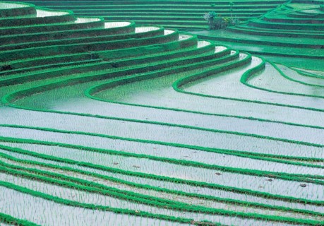 Terraced ice fields north of Antosari, Bali, Indonesia