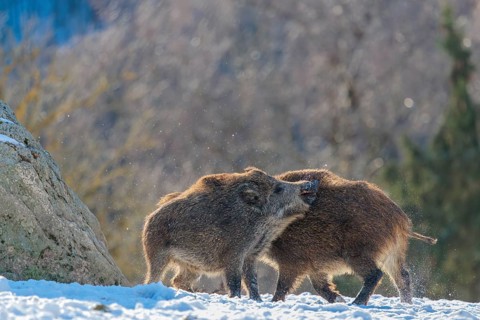 Two young wild boars (Sus scrofa) wrestle with each other in the backlight of the sun in a clearing